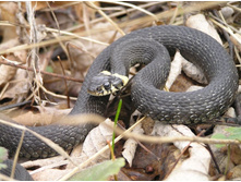 ������ ��