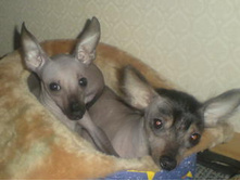 ������� � ��������