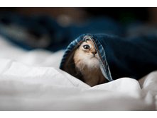 �������� ����� �������