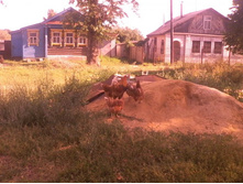 IMG0569A.jpg