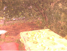IMG0590A.jpg