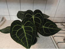 �������� ������������