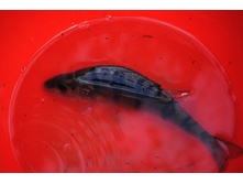 ������ ������