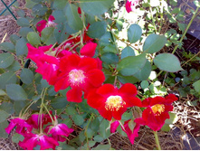 ��� ����� ���� � ��� �����