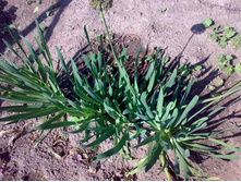 �������� �������� - ���-������