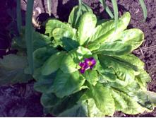 ������ ����� �������� )