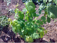 ��� ��������