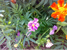 �������� ������ - � ���������� � ��� - ������ �� ������� (