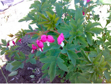 �������� � ��� ����� - ��������� ��� ������ )