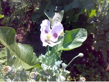 ������� ���.