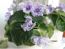 ��-��������