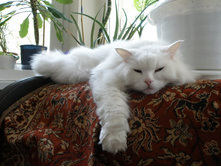 ���� - �������