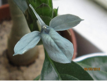 ���������� ������� ���