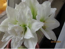 ����� ������