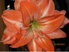 ���� �����