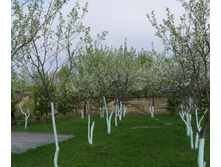 �������� ���