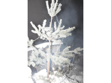 DSC_0340 - �����.JPG