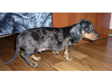 ���� �������