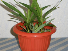 ���� � �������