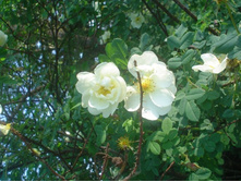 ������ ��������� (����� ����)