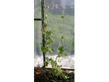 ����� �� �����