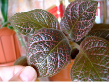 ������� ����