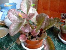 ������� ��� ����