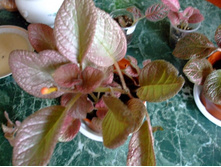 ������� ��� ����