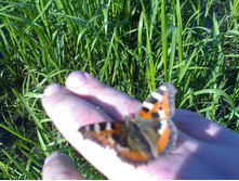 ������ �������