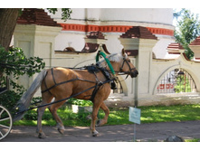 �������� ��������