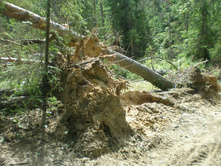 ����������� �������