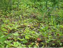 ���������, �������� ����� 5 �� �� ���������