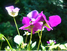 ������� ������ �� ������� � ����