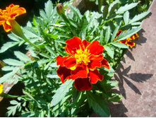 �������� � ���� �� �������