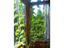 ������ ������ � ���� �� �������