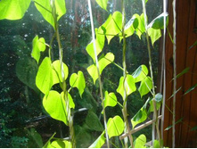 ����� ������