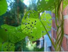 ������ ���� �����-�� ��������... (( �������