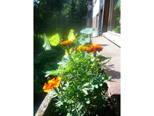 �������� � ���������