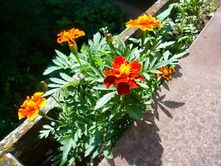 �������� �����