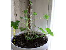 Pelargonium fragrans