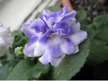 ����� �������