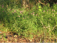 13_07_06 ������ 018