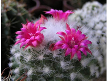 Mammillaria polythele 07.07.2010