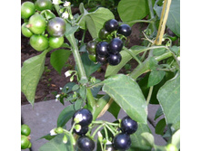 �������-�����