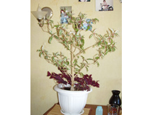 �������� ������