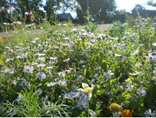 �.������������ �������(�.��������)