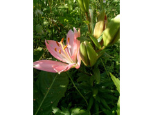 ������� �����