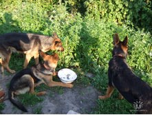 ��� �������