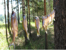 ��� ���� ������