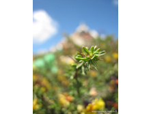 �����, ������, ������, ���������